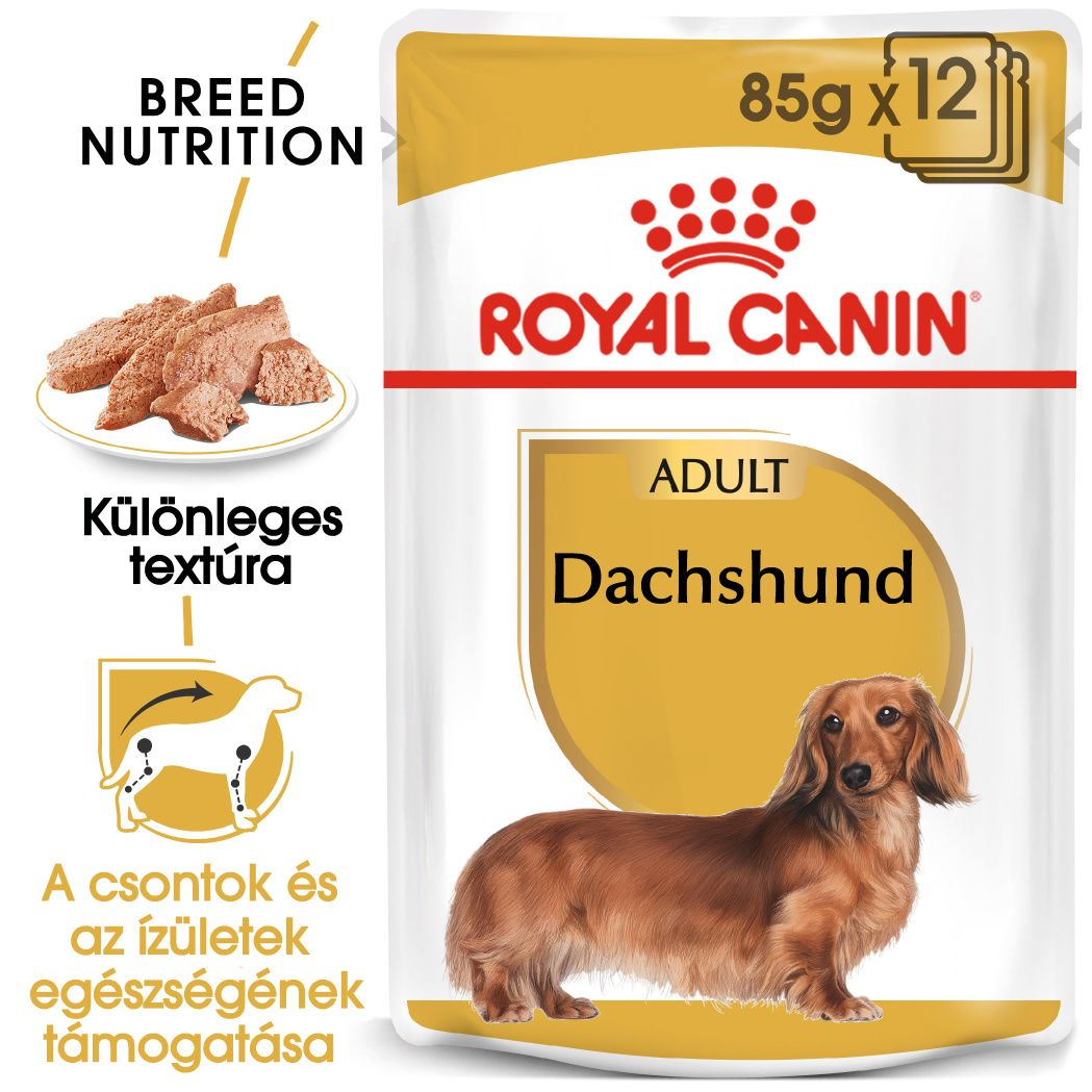 Dachshund