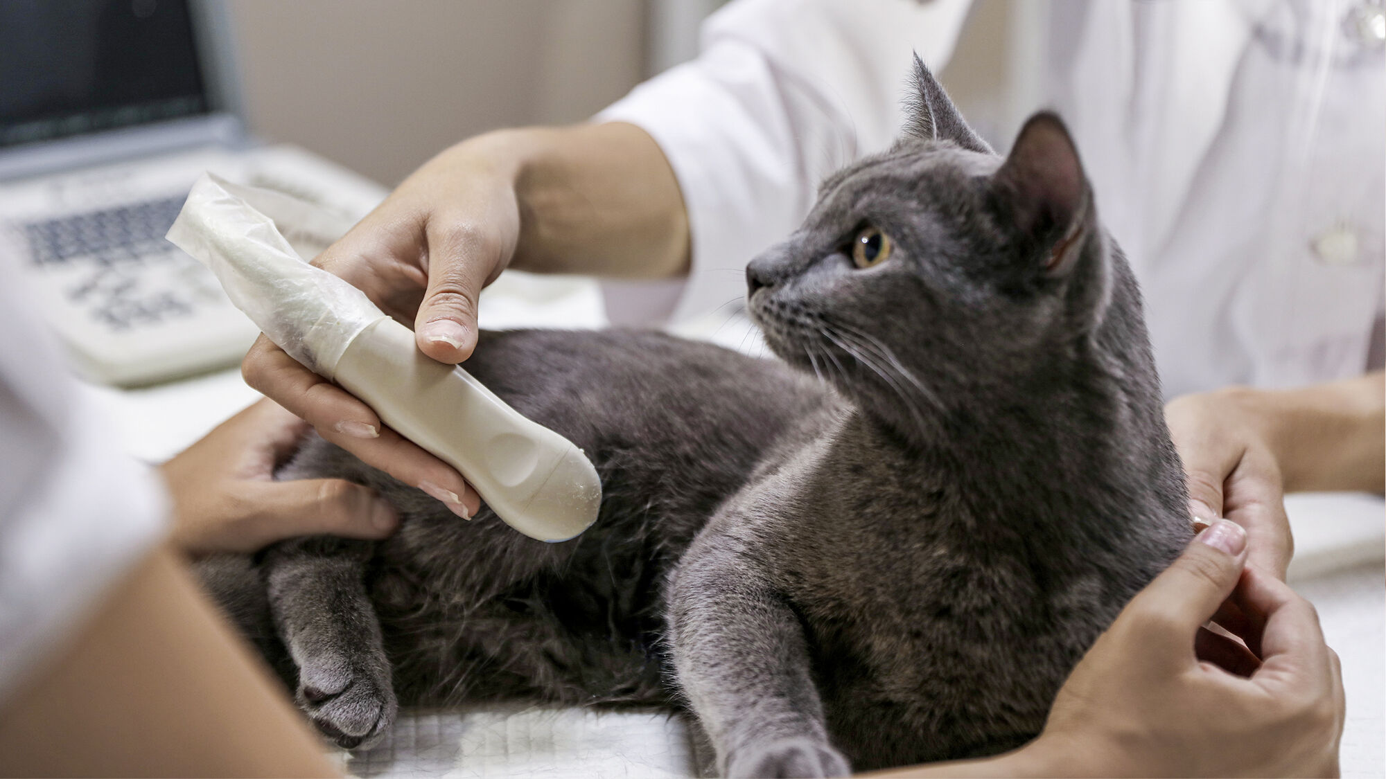 Chatte grise passant une échographie