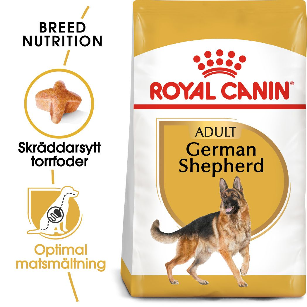 German Shepherd Adult