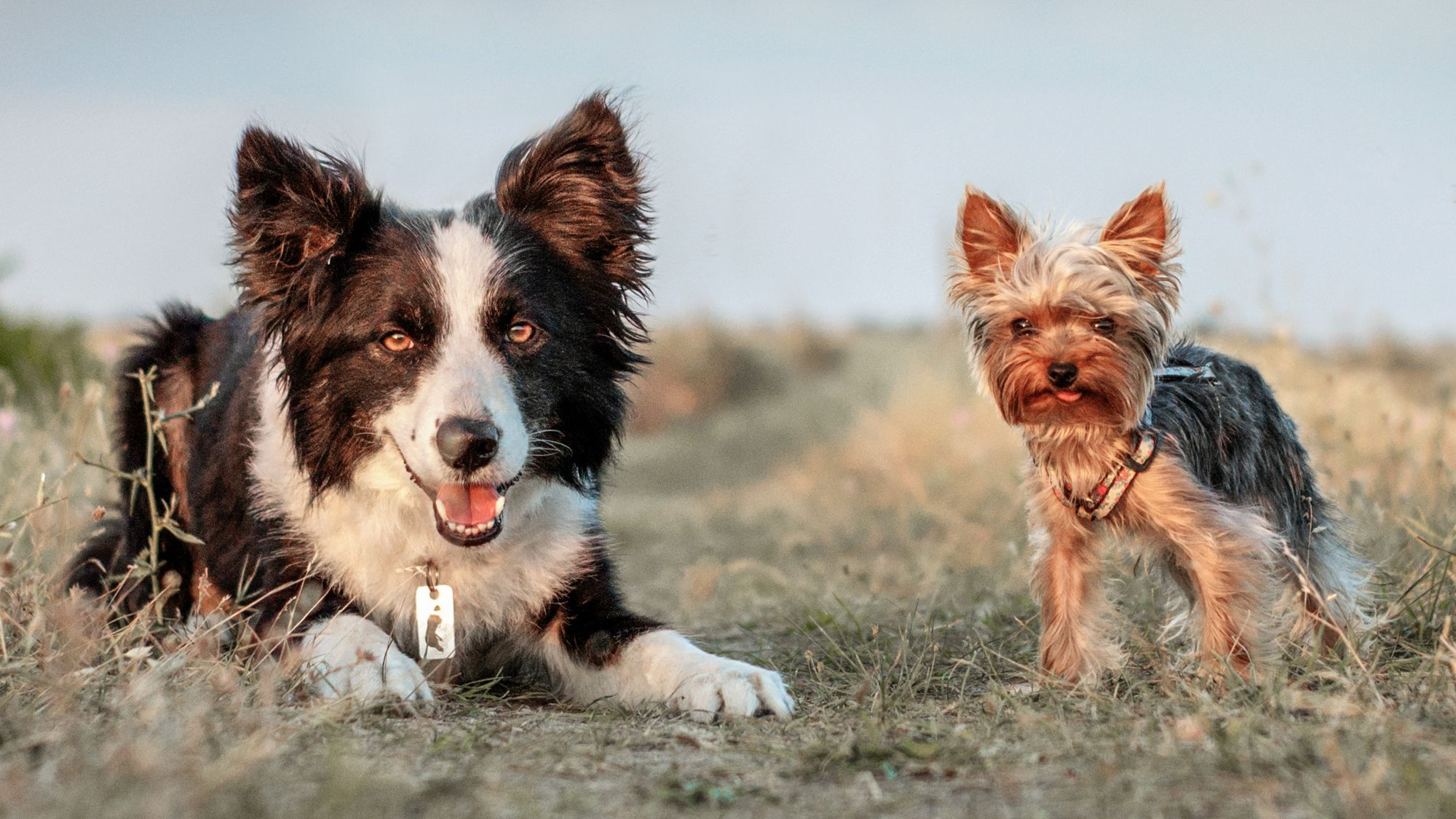 Yorkshire Terrier standing outside with another dog