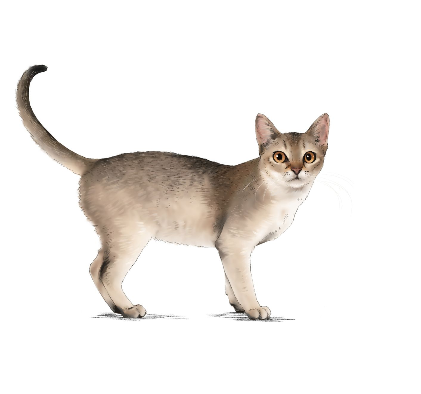 Illustration of Singapura