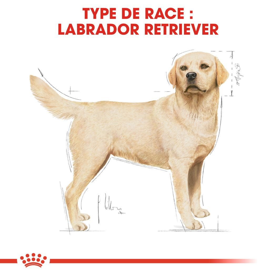 Labrador Retriever Adulte