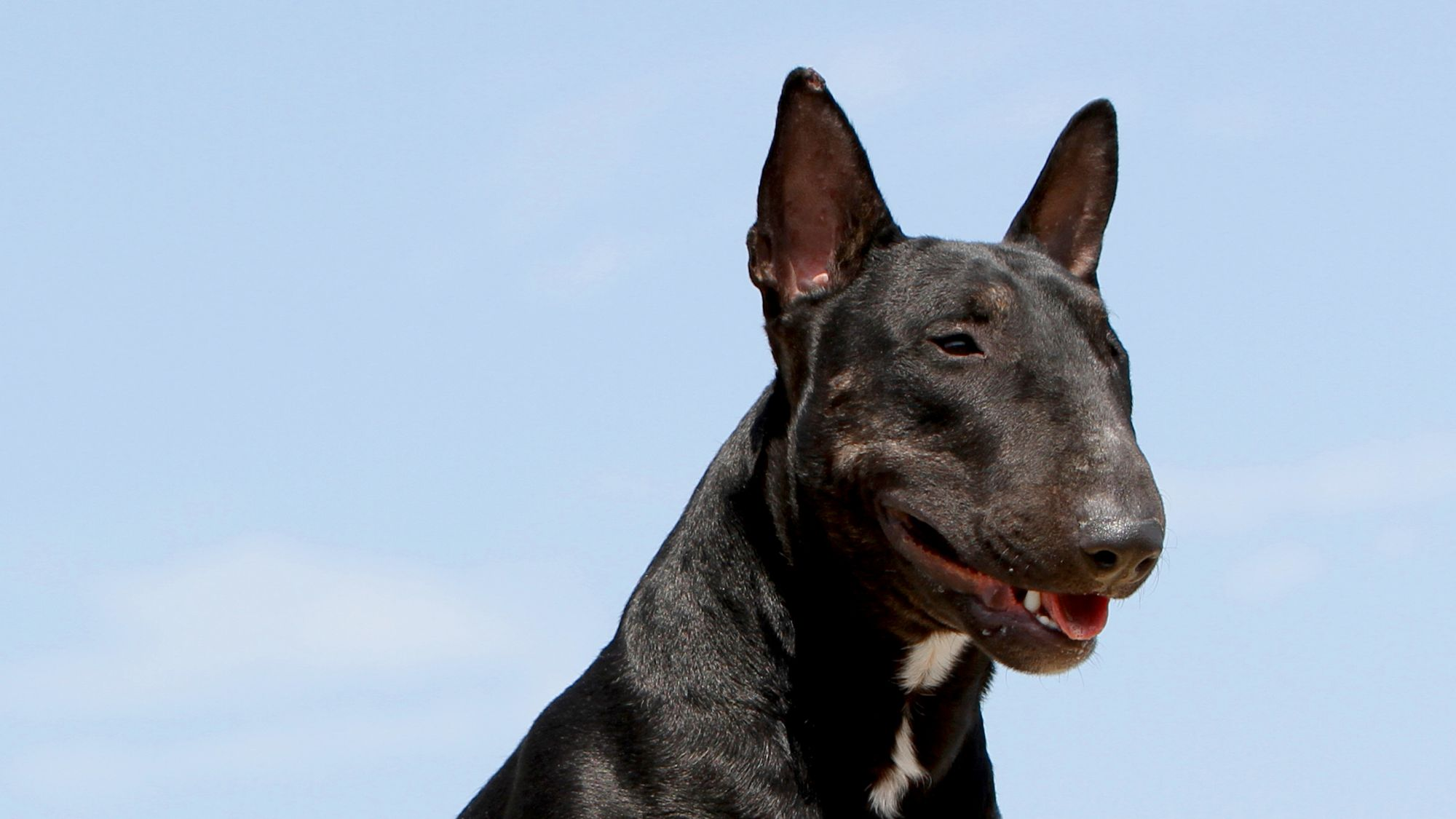 Bull Terrier staand op een rots en kijkend in de verte