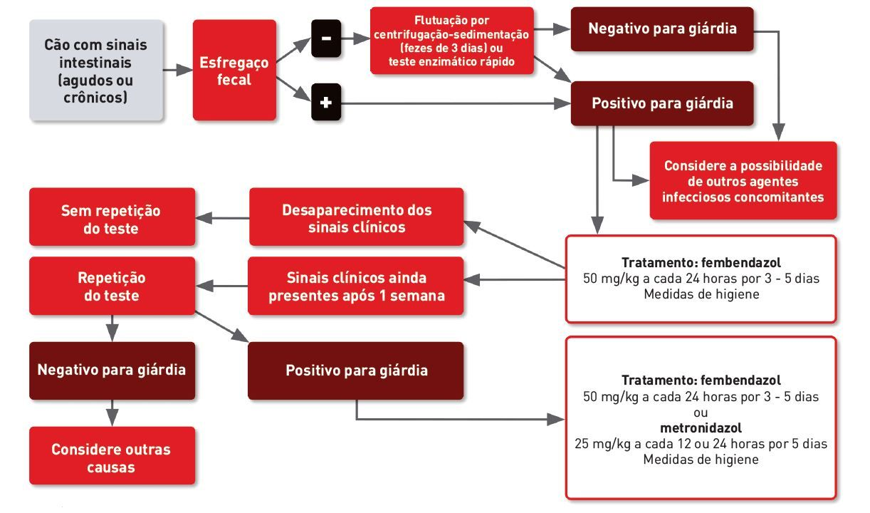 Um algoritmo para o diagnóstico e tratamento de infecções por giárdia em cães (modificado a partir da referência 25).