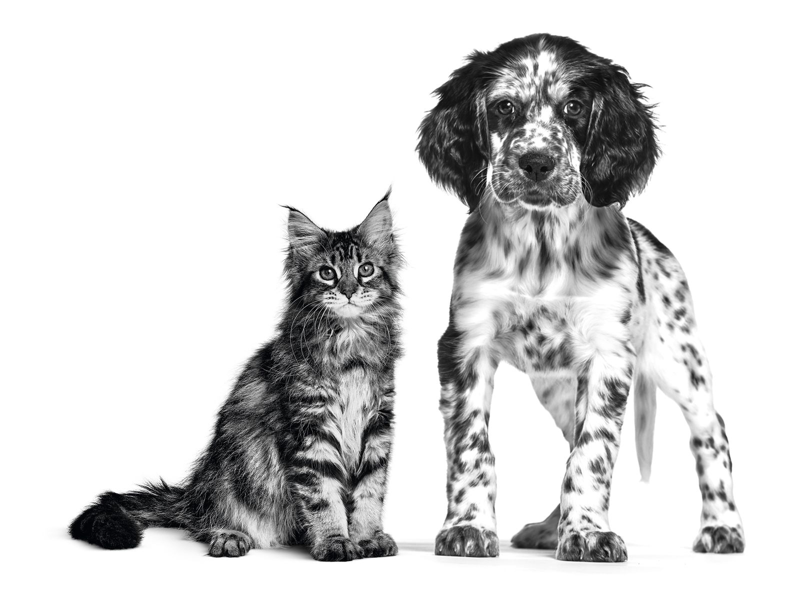 English Setter puppy and Maine Coon kitten sitting in black and white on a white background