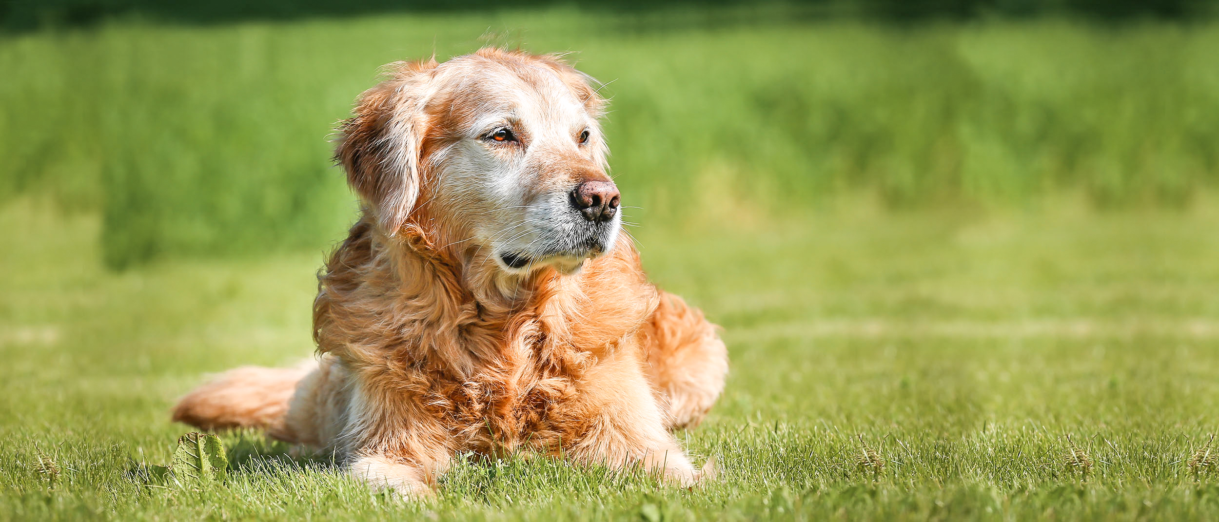 Golden Retriever de edad avanzada acostado al aire libre sobre el césped.