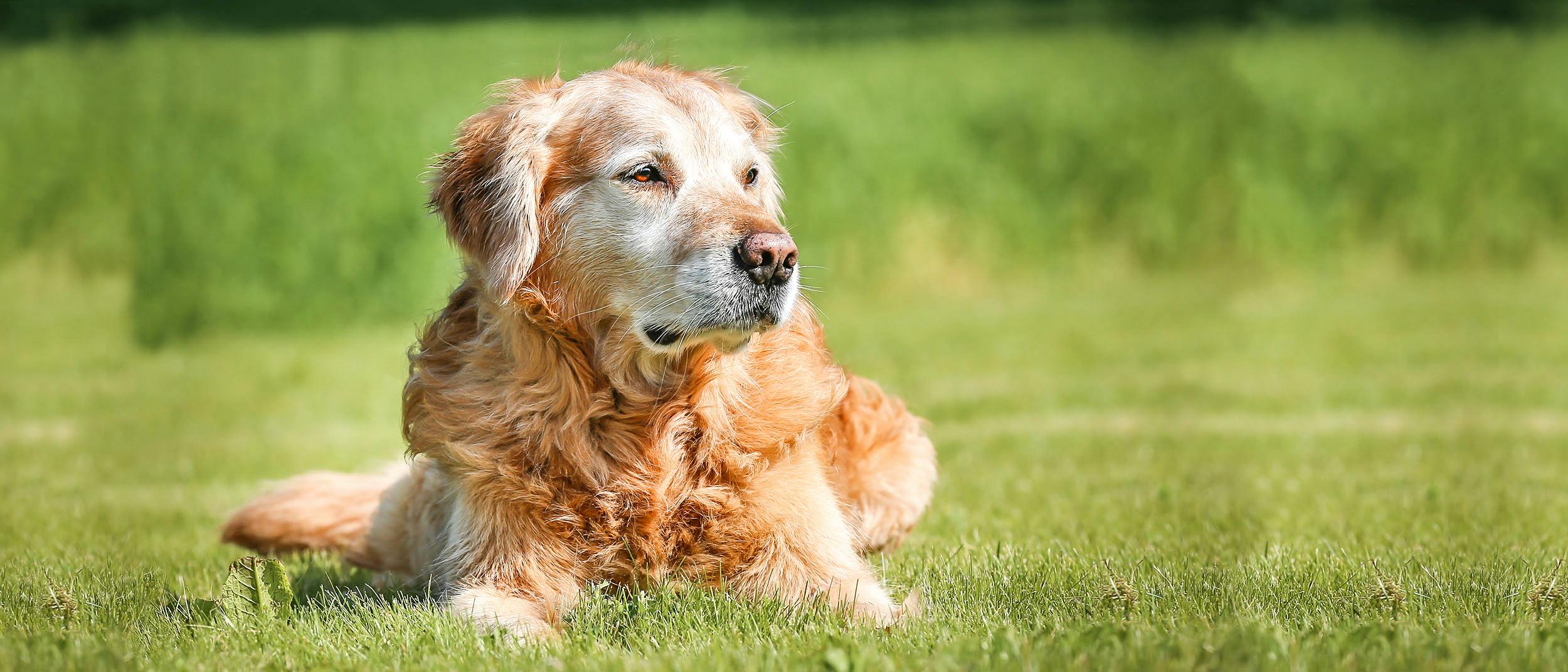 what causes incontinence in older dogs