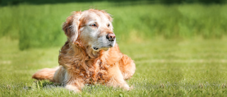 Ageing Golden Retriever lying down outdoors in grass.