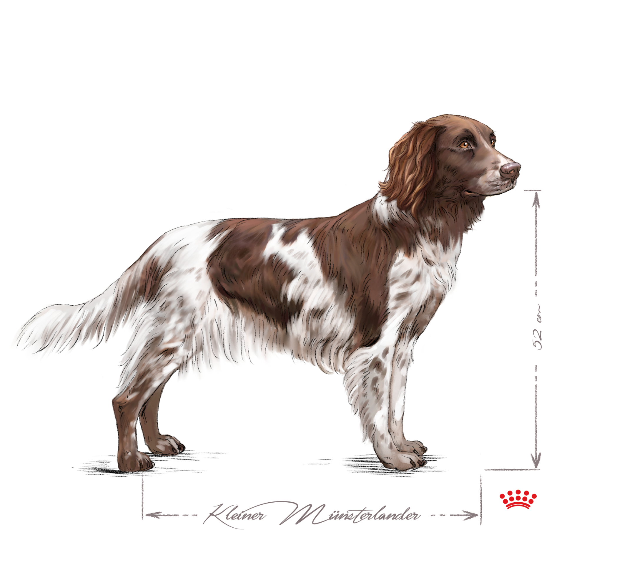 Klein Munsterlander adult black and white