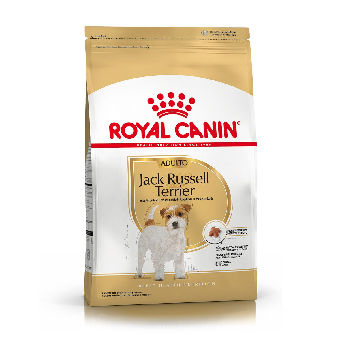 Jack Russell Adult