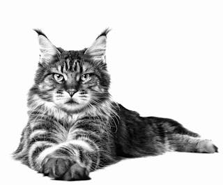 Zahlreiche verschiedene Faktoren sorgen in der Kombination dafür, dass jeder Hund und jede Katze ein einzigartiges Individuum ist