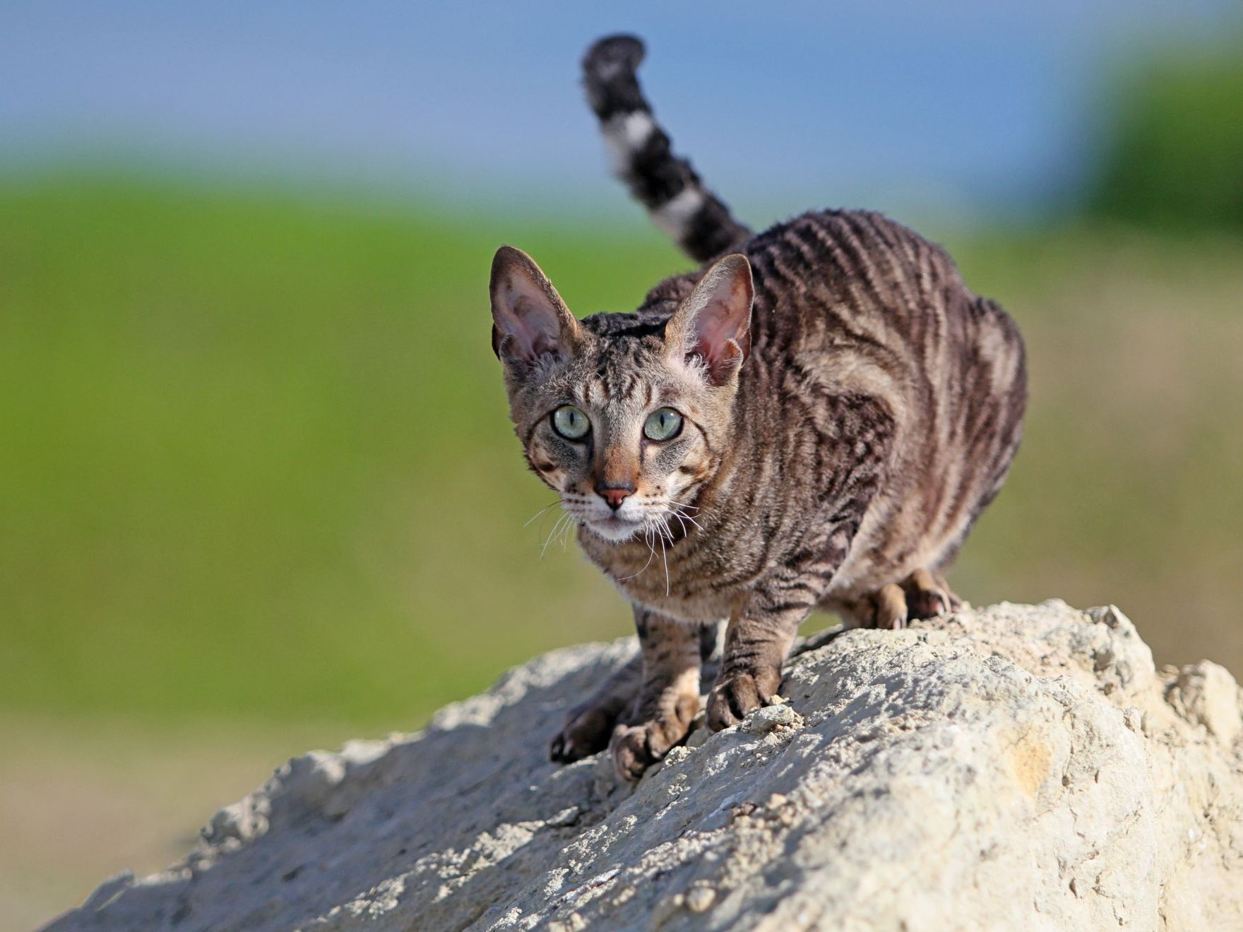 Chat gris Cornish Rex sur rocher