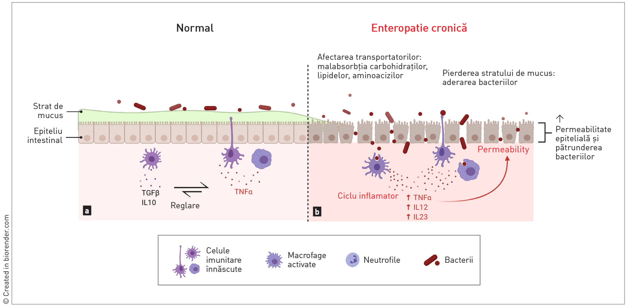 Tractul intestinal sănătos, respectiv în context patologic. 
