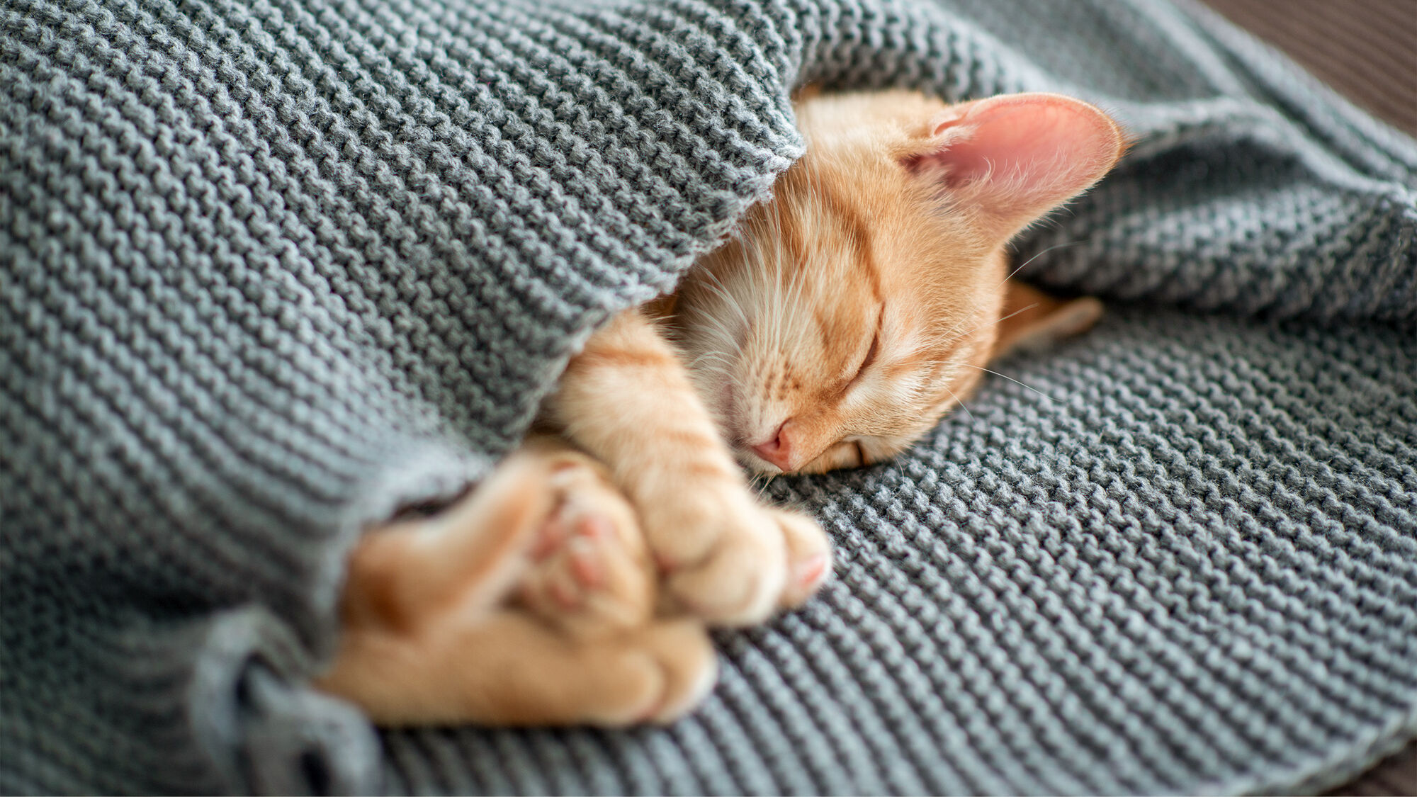Chaton roux dormant sous une couverture