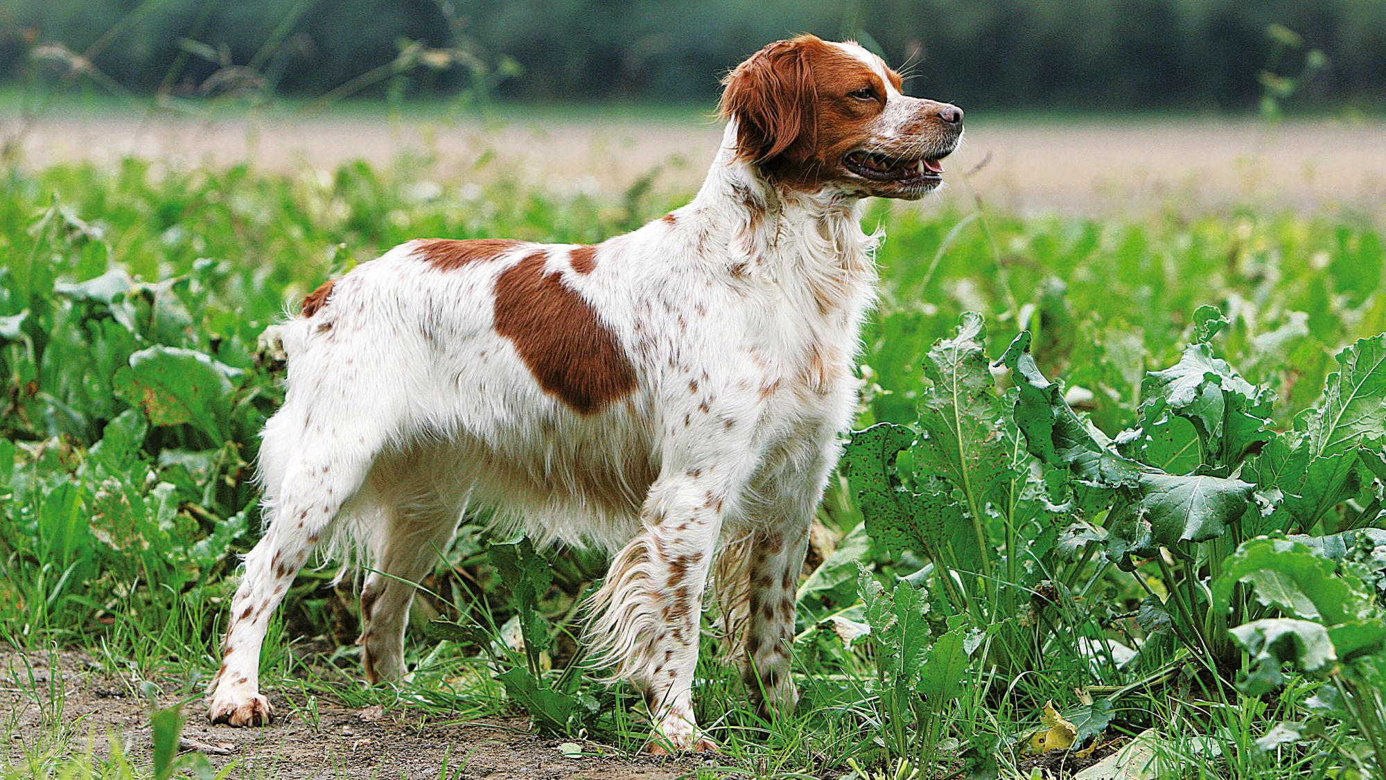 Brittany Spaniel stood looking into the distance