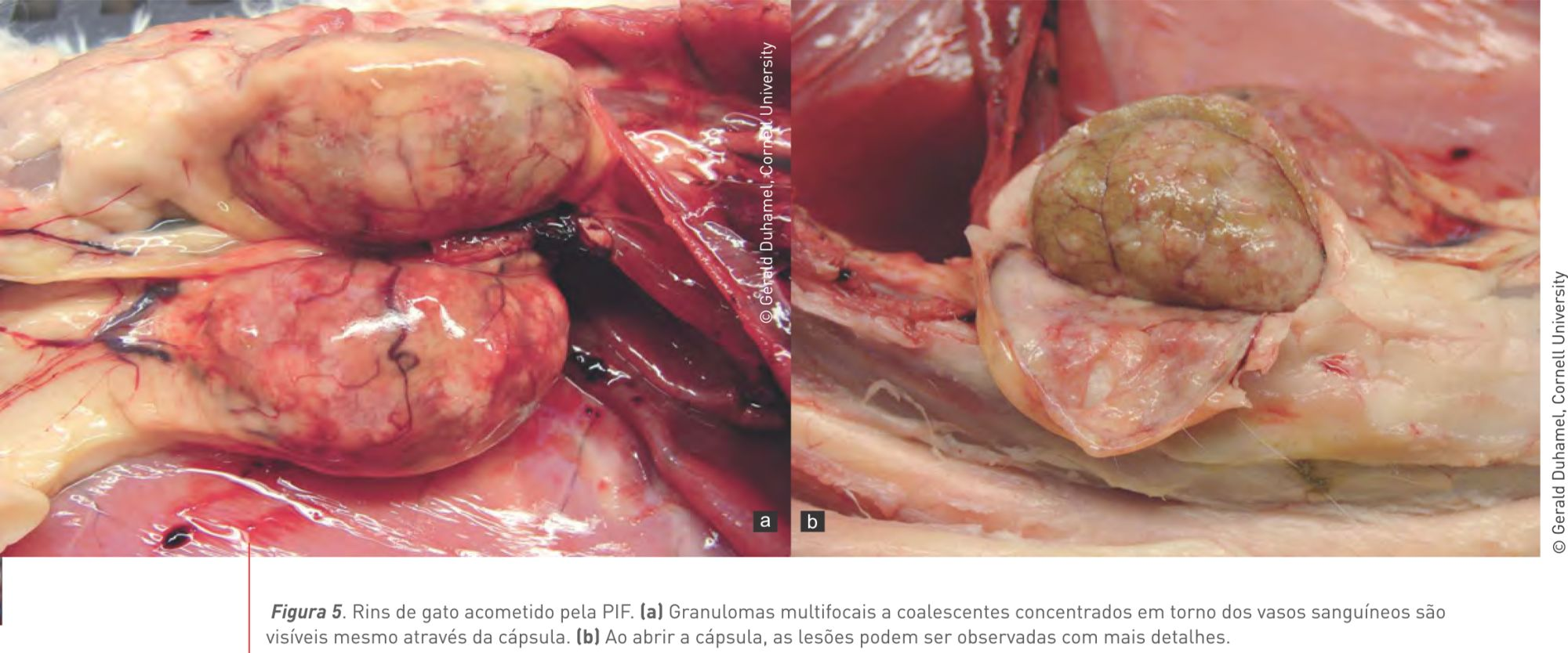 Figura 5. Rins de gato acometido pela PIF. (a) Granulomas multifocais a coalescentes concentrados em torno dos vasos sanguíneos são visíveis mesmo através da cápsula. (b) Ao abrir a cápsula, as lesões podem ser observadas com mais detalhes. © Gerald Duhamel, Cornell University