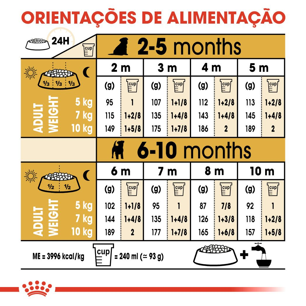 Jack Russell Terrier Puppy