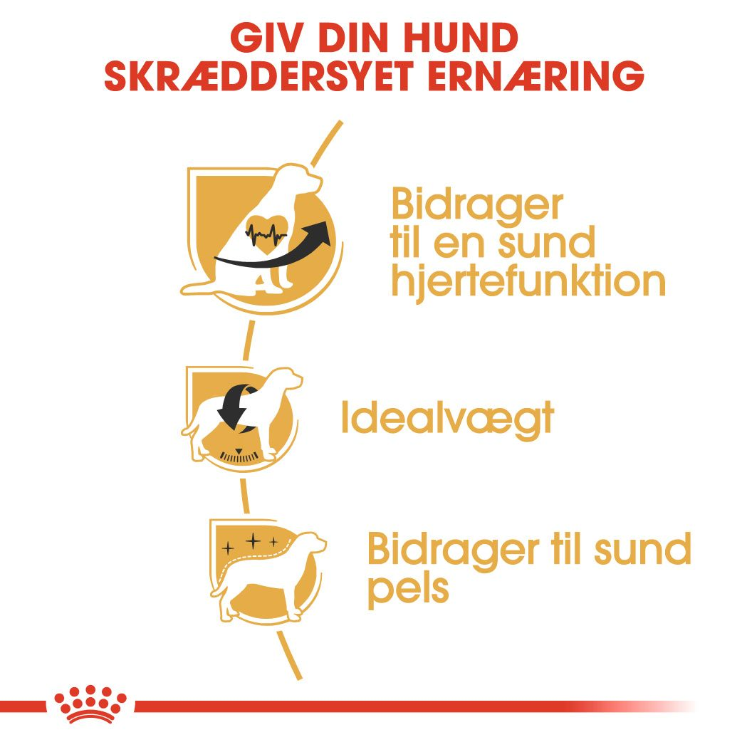 Cavalier King Charles Adult