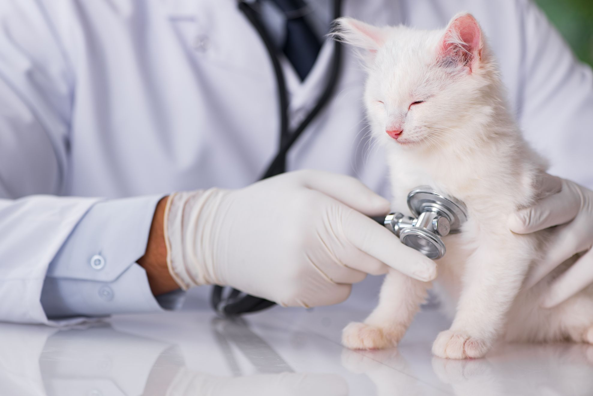 Un chaton blanc qui se fait osculter par un vétérinaire