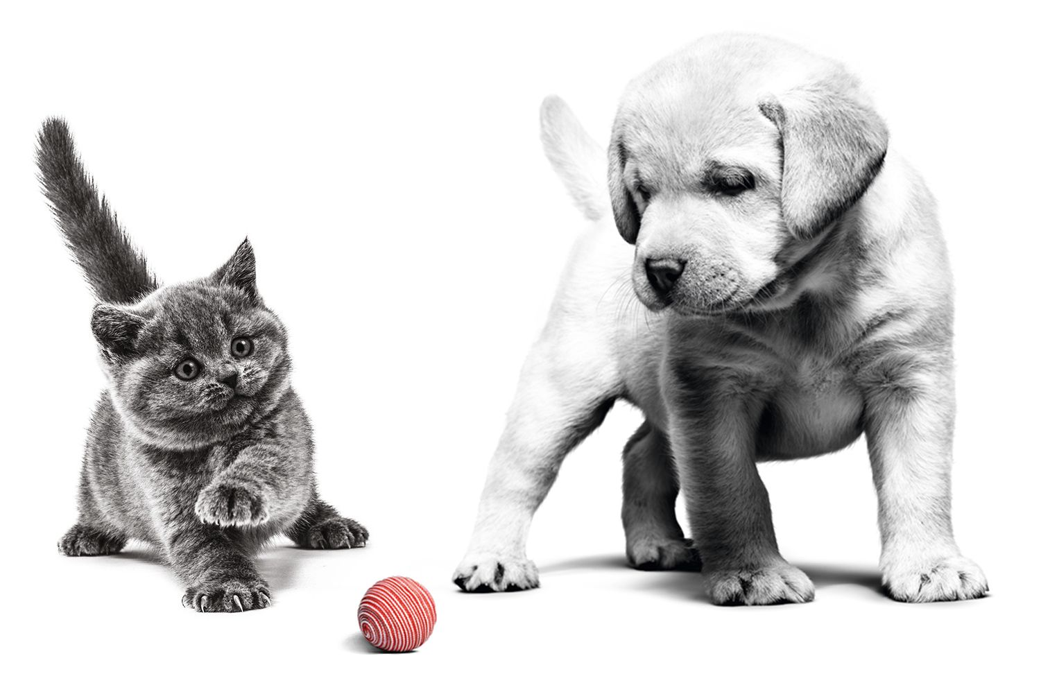 Kitten and puppy are playing with a small red ball