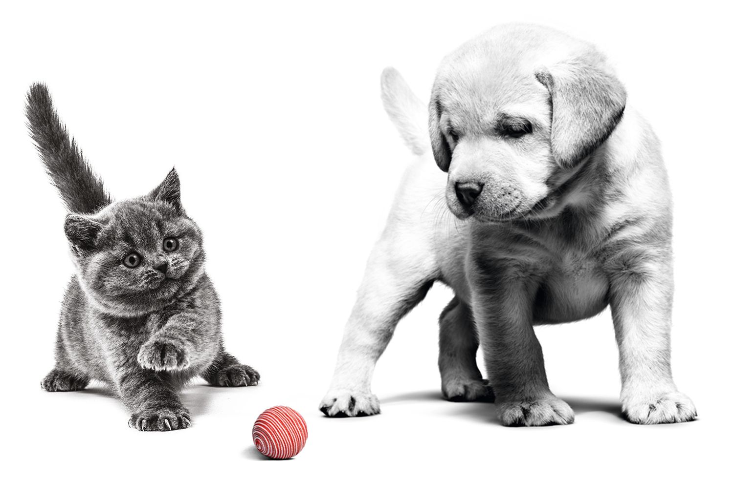 Ein Schwarzweiß-Foto eines dunklen Kätzchens und eines hellen Hundewelpen, die nebeneinanderstehen. Das Kätzchen hat eine Vorderpfote erhoben, der Hundewelpe schaut auf einen zwischen ihnen liegenden roten Ball