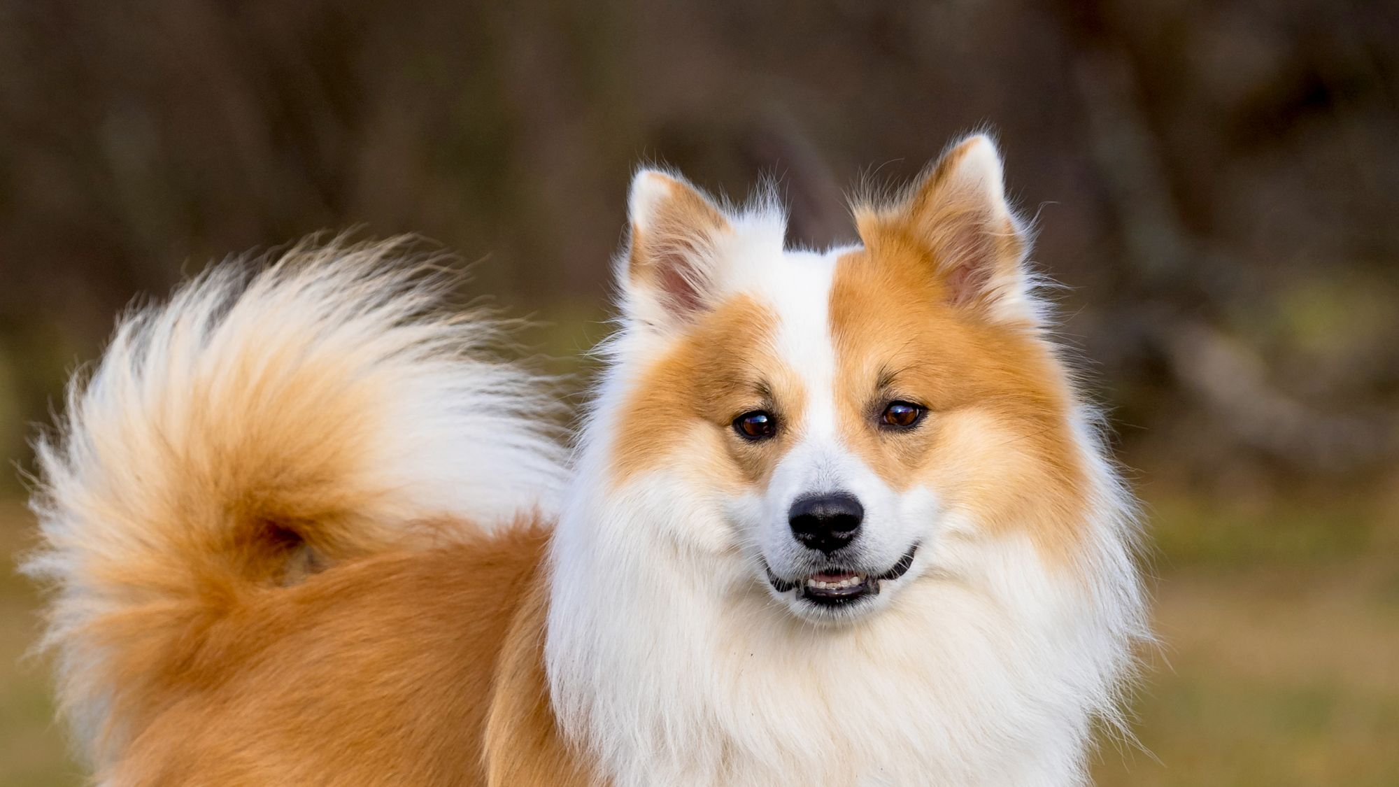 Why Do Icelandic Sheepdogs Bark