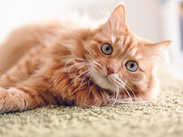 Cat sitting indoors next to a window