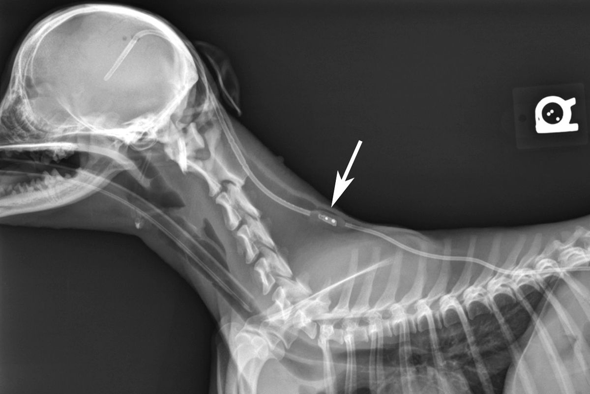 Figure 10. Des radiographies face et profil de la totalité de la dérivation allant du crâne jusqu’à l’abdomen doivent être réalisées après l’opération pour servir de référence en cas de complications ultérieures. Sur cette vue de profil, la valve et le point d’injection (flèche) sont bien visibles.© William B. Thomas
