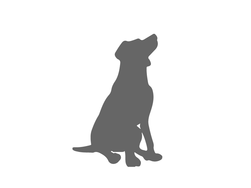 Mastiff adult in black and white