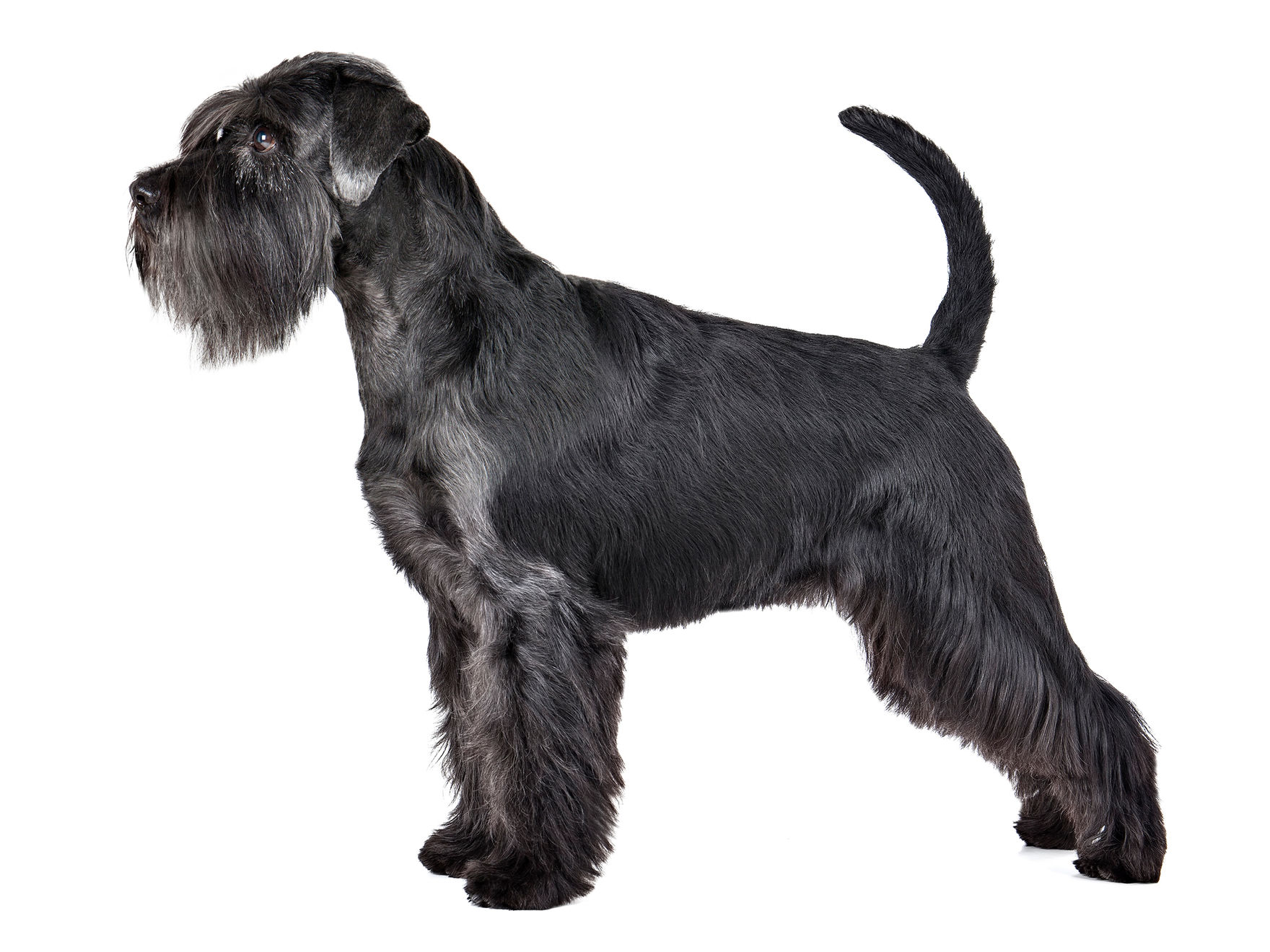 giant-schnauzer-adult-standing