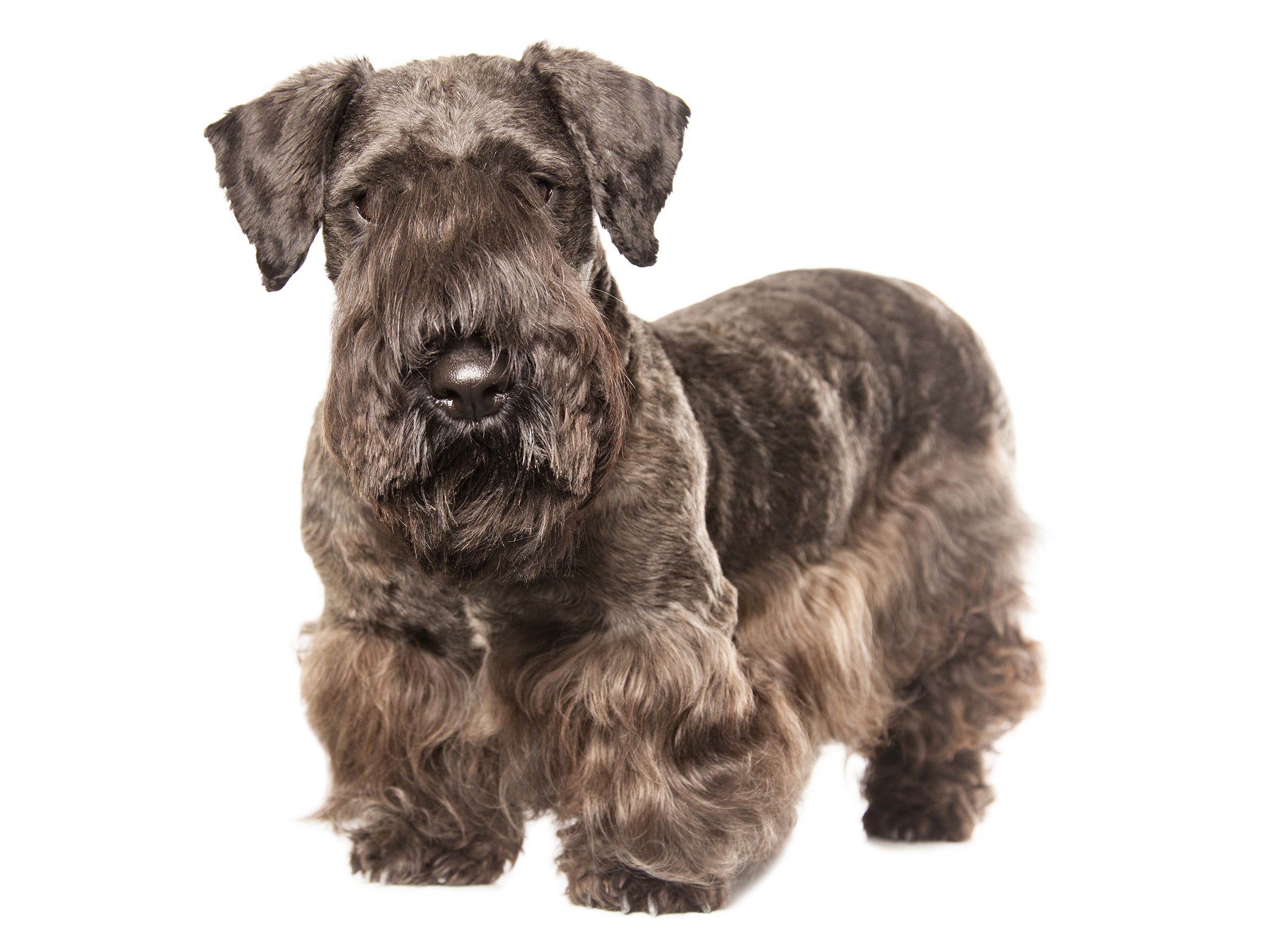 Cesky terrier black and white