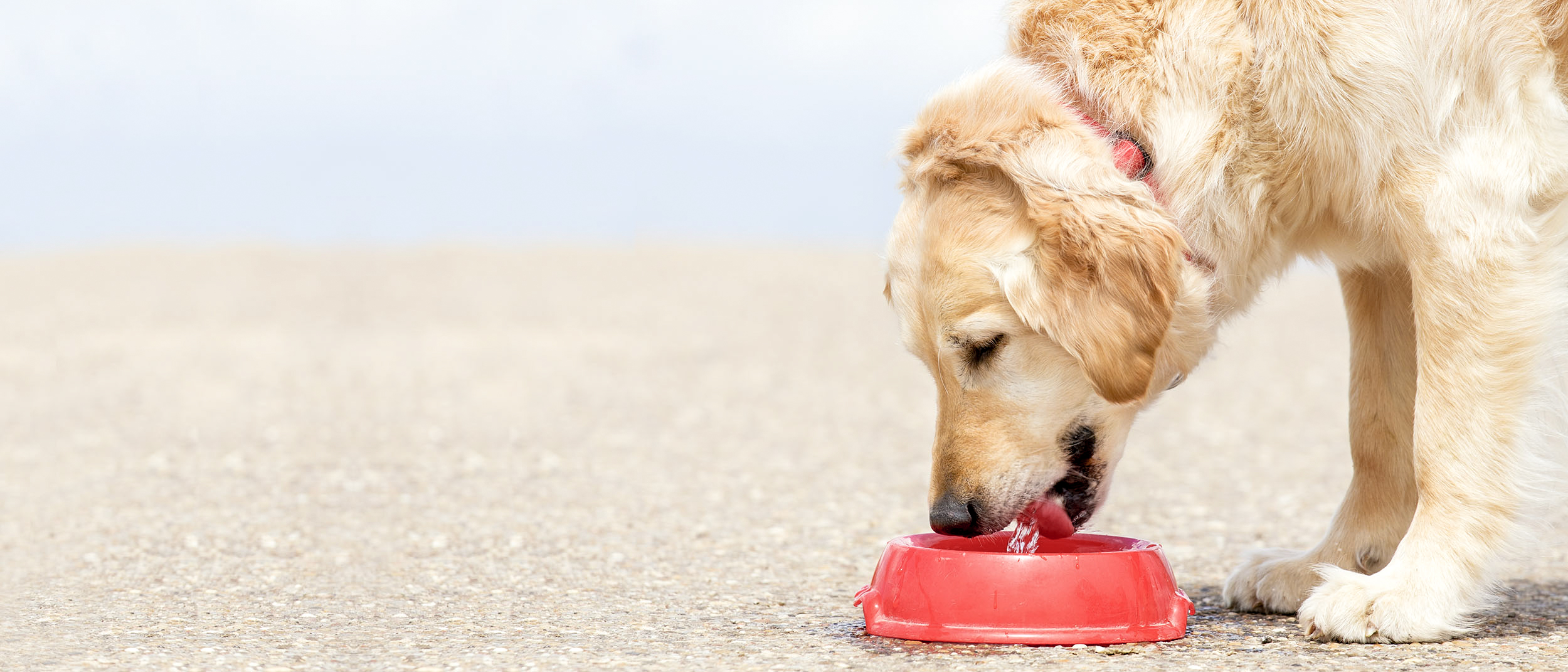 Adult Golden Retriever standing outdoors eating from a red bowl.