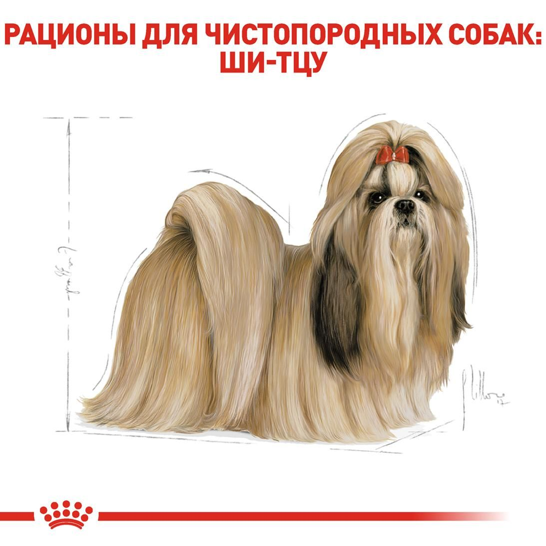 Shih Tzu Adult