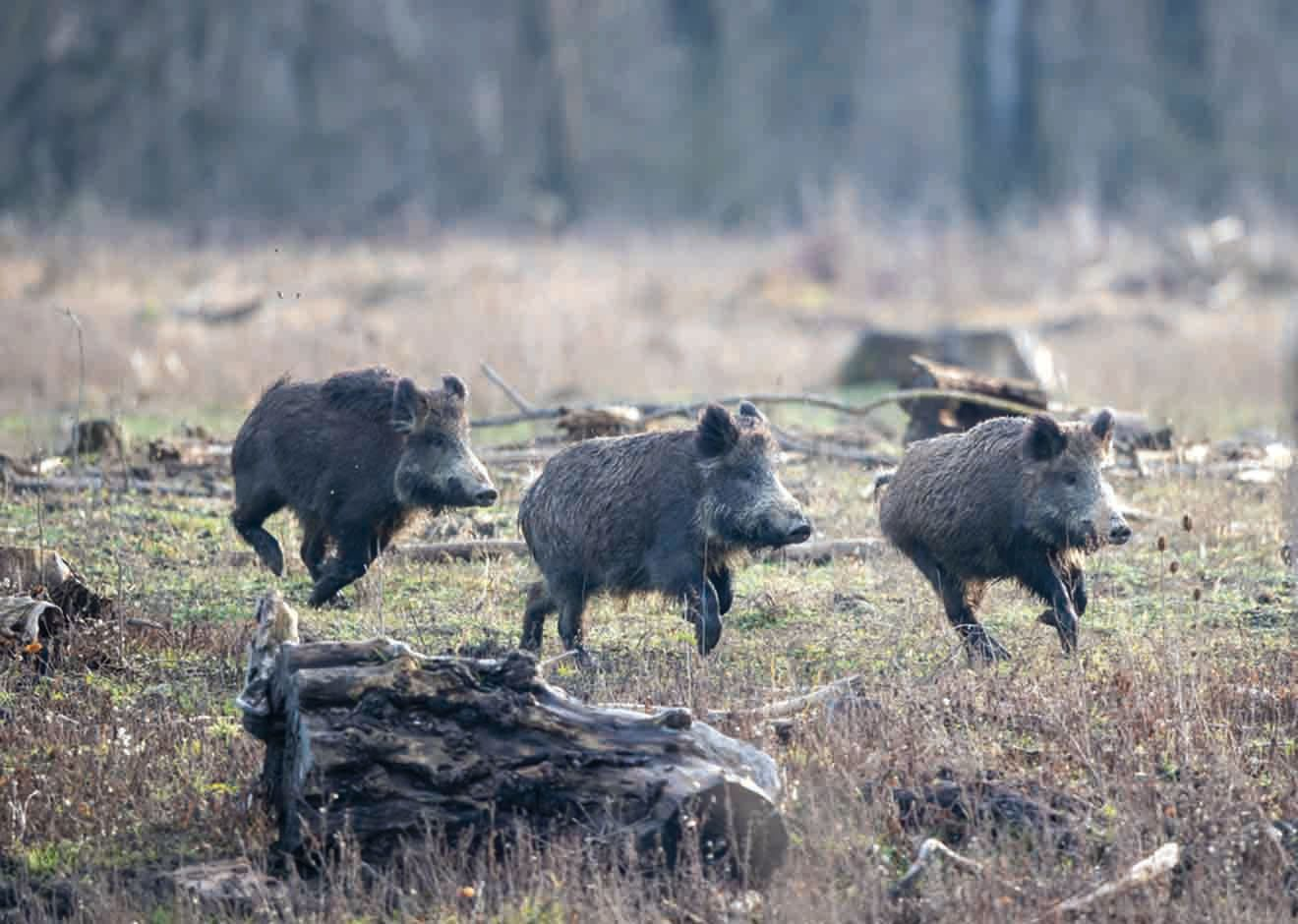 Wildschweine sind in Westeuropa weit verbreitet und können als Reservoir für das Virus der Aujeszky’schen Krankheit dienen