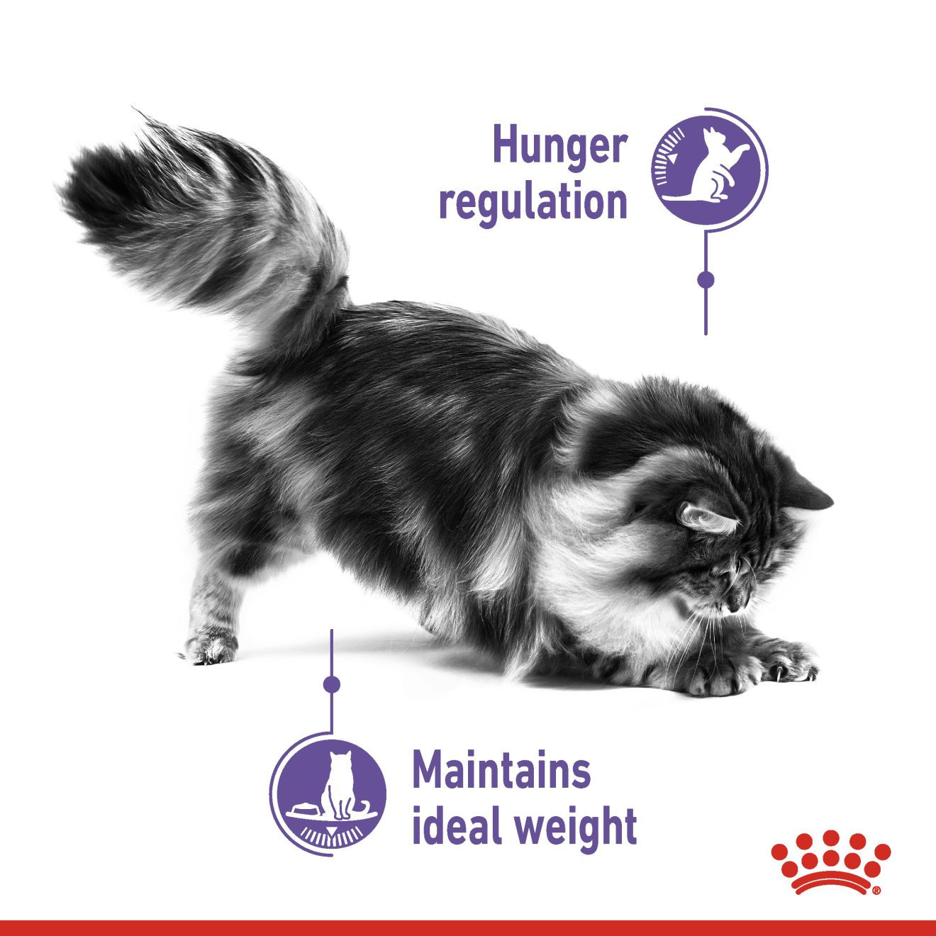 Royal canin hotsell weight control cat