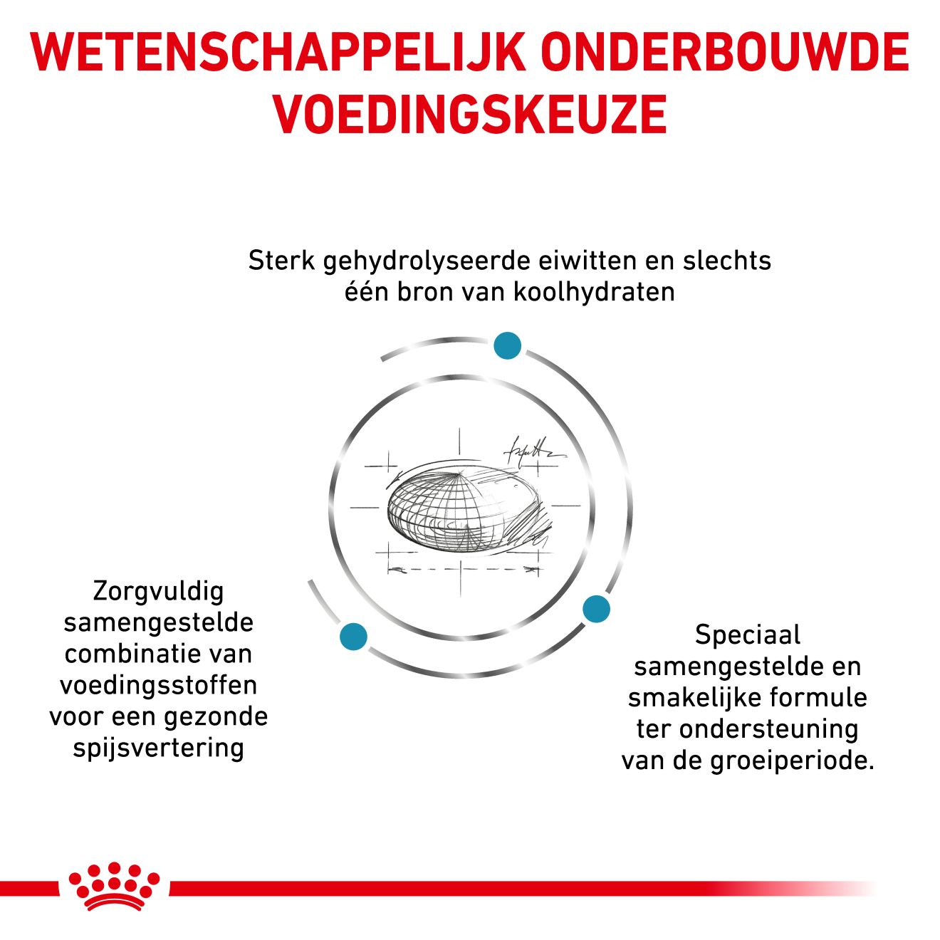 Hypoallergenic Puppy