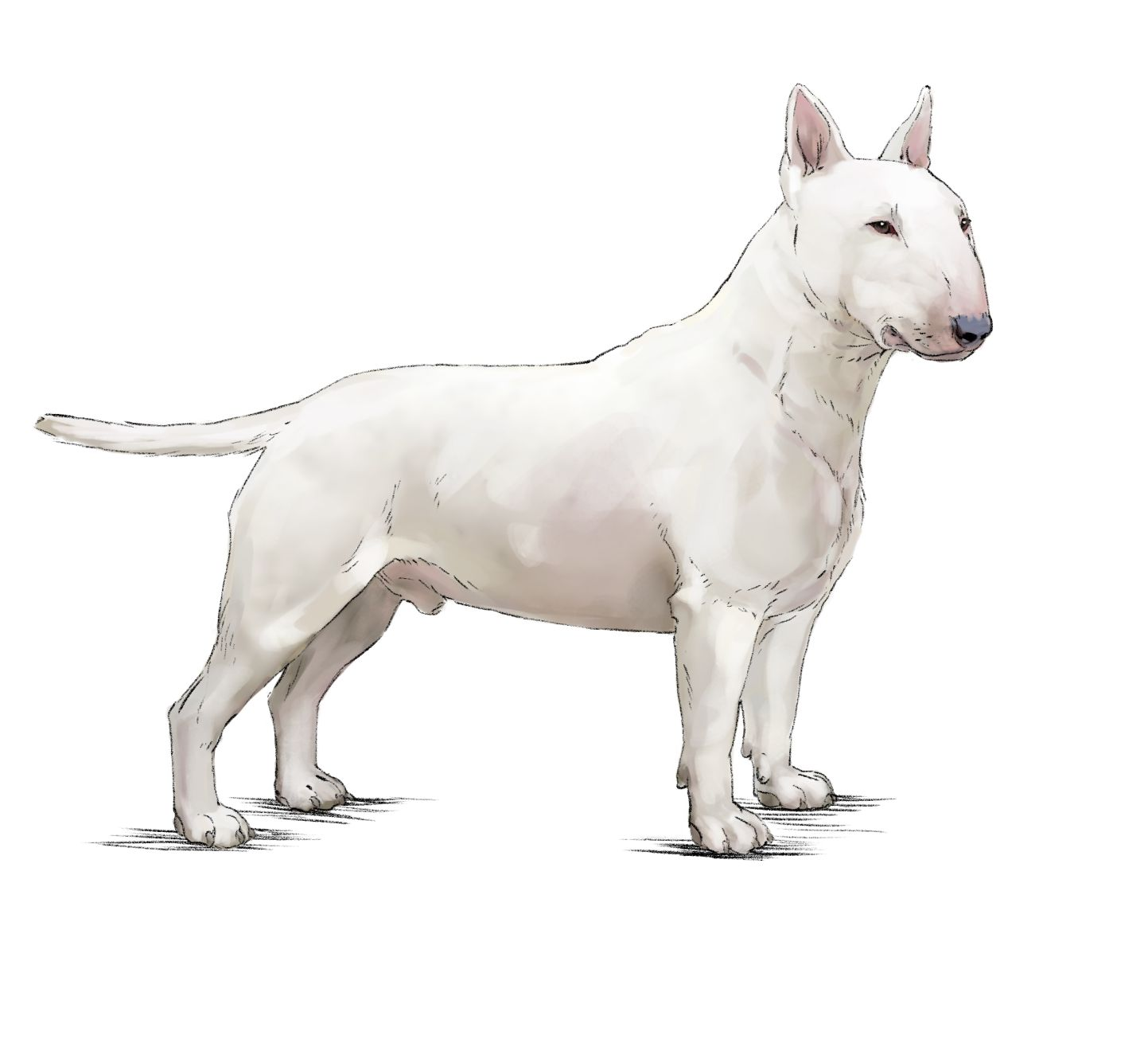 Illustration av bullterrier