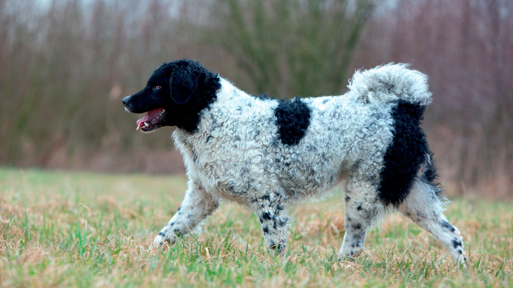 Frisian Water Dog walking over the grass