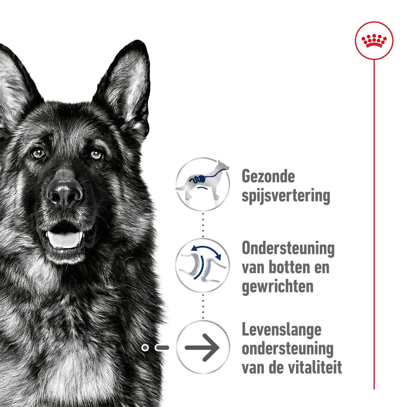 Royal Canin Maxi Ageing 8+ – Confezione 2x10x140g, Cibo Umido Per Cani Grandi (26-44 Kg) Anziani, Per Un’Alimentazione Completa