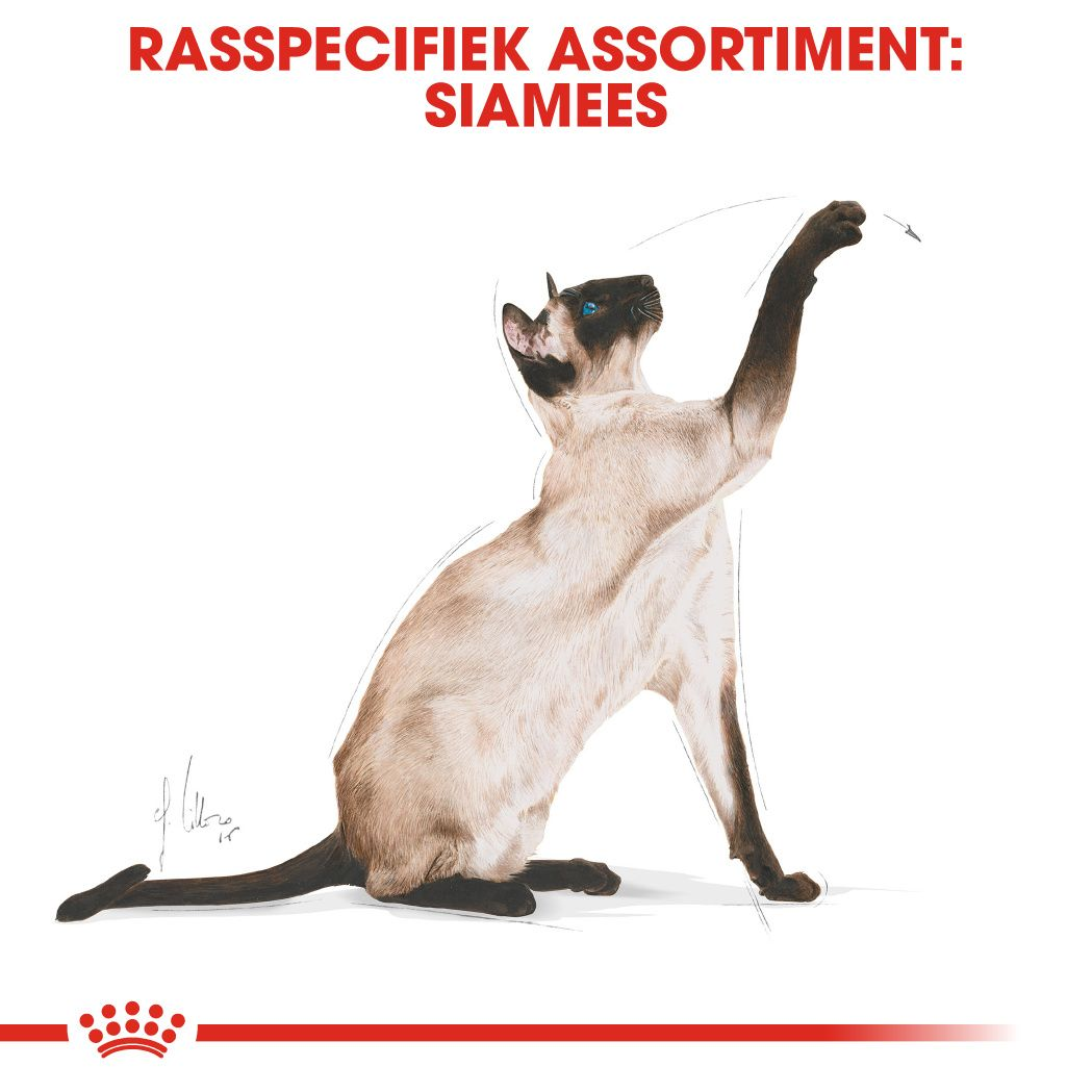 Siamese Adult
