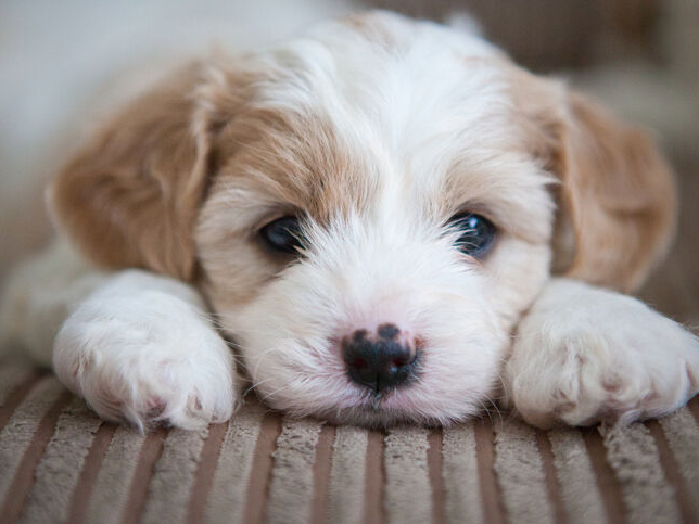 Chiot cavachon allongé sur un canapé avec la tête entre les pattes