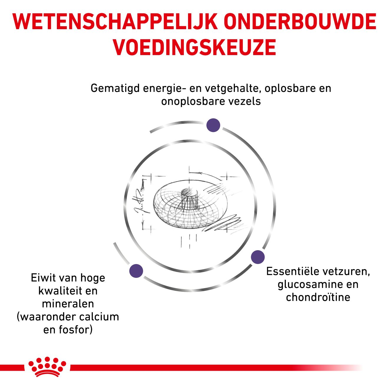 Neutered Junior Large Dogs | Royal Canin NL