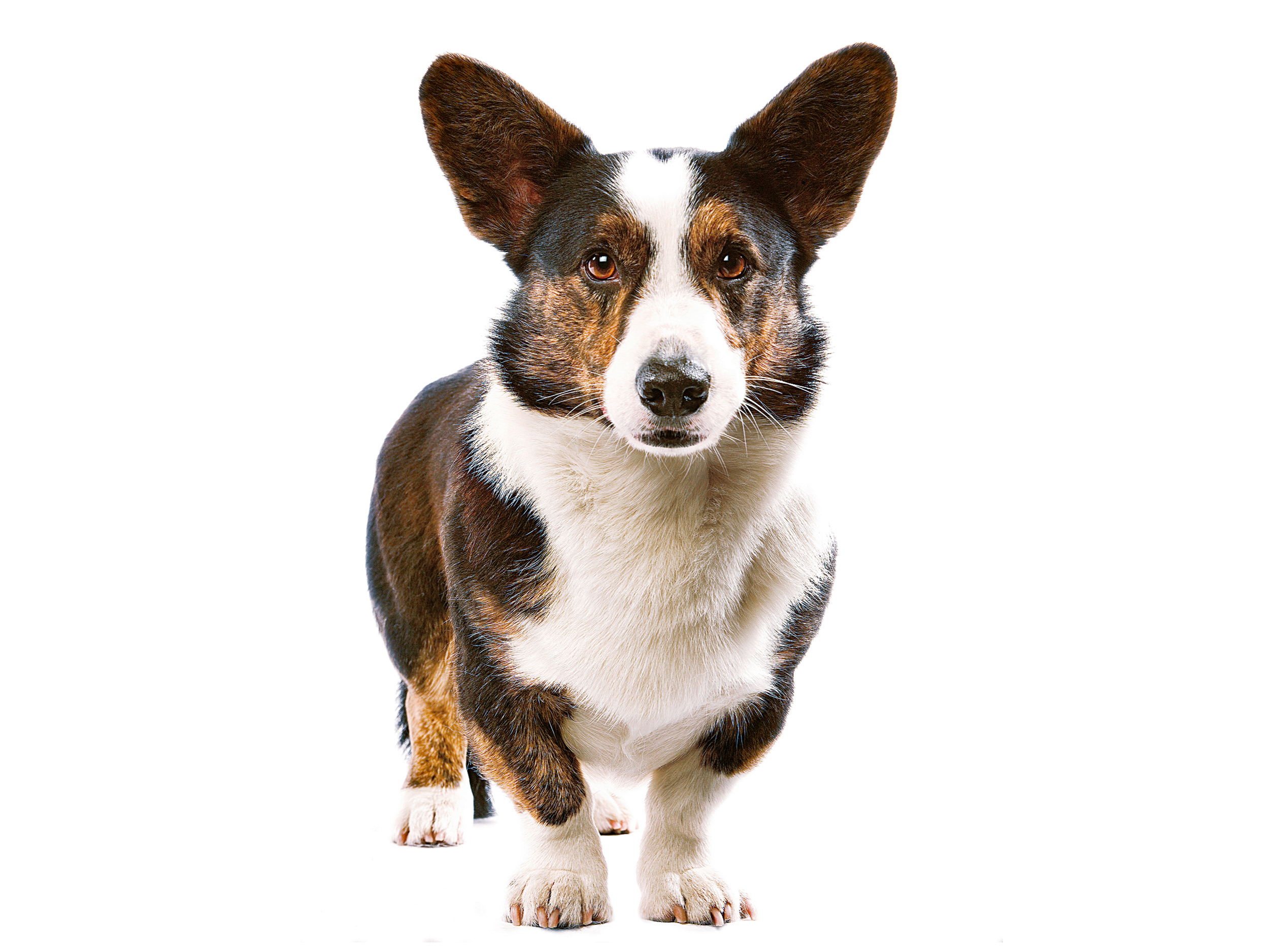 Köpek Irkı Kitaplığı Royal Canin
