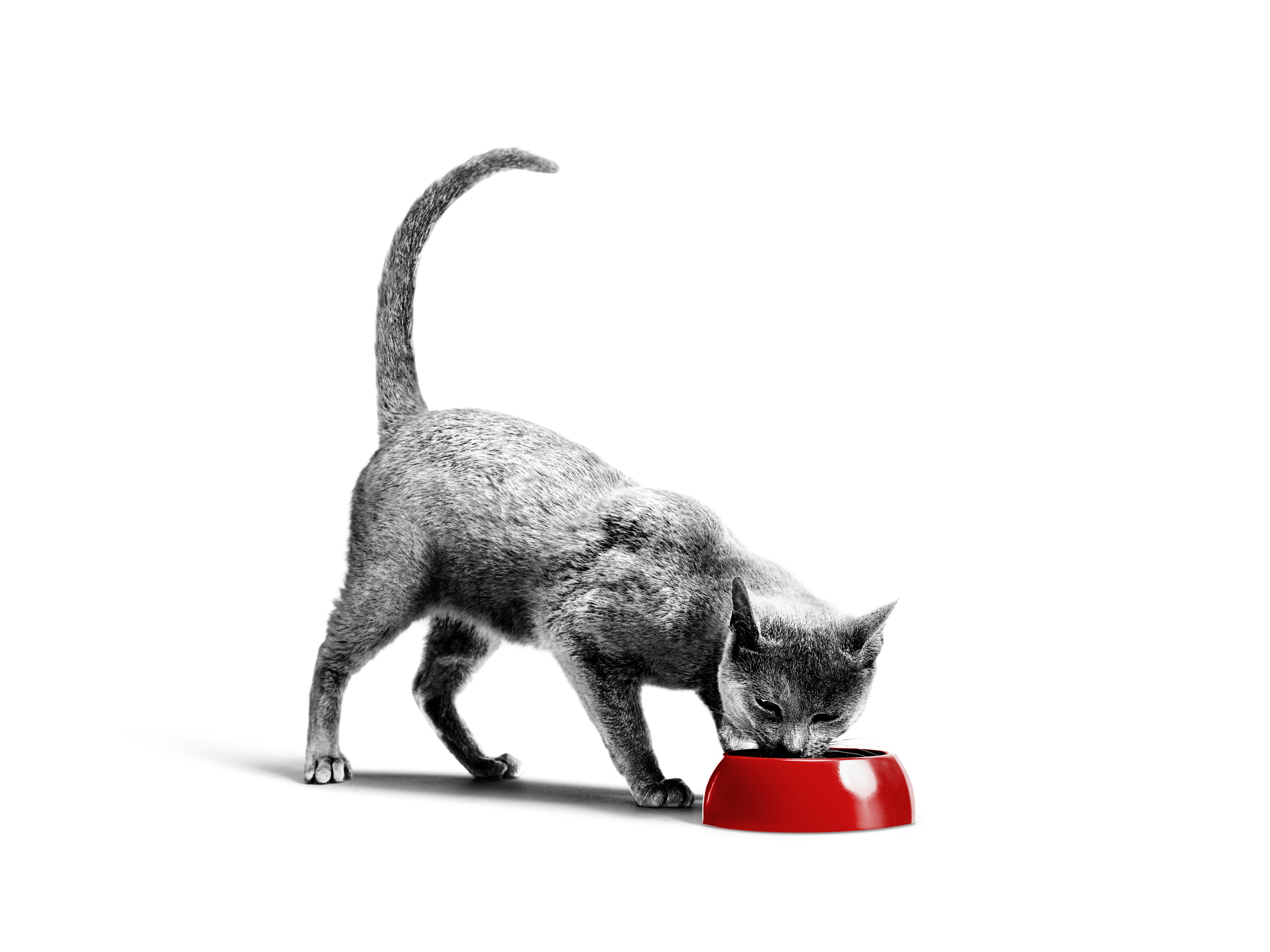 Russian Blue cat in black and white eating from red bowl