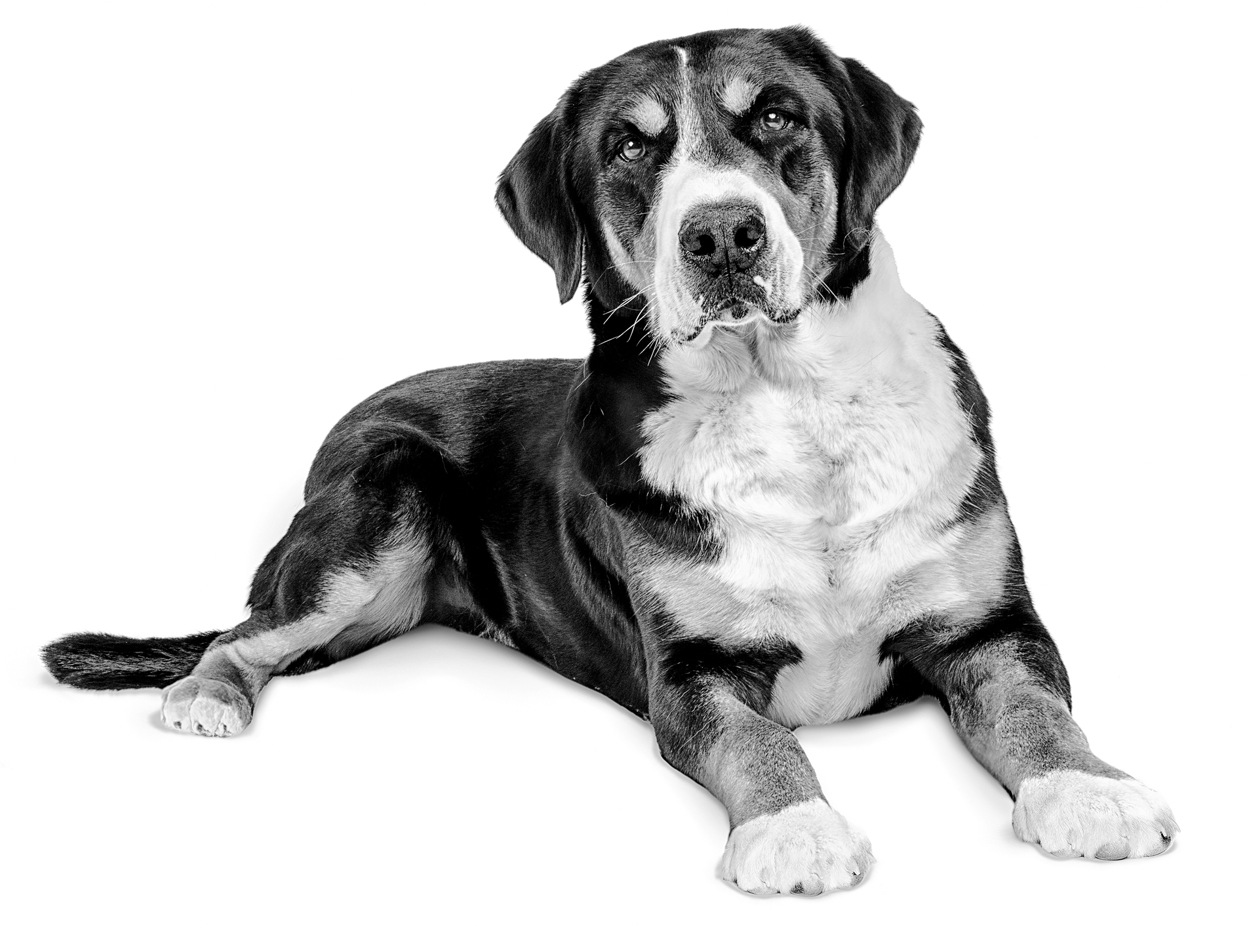 Greater Swiss Mountain Dog Royal Canin