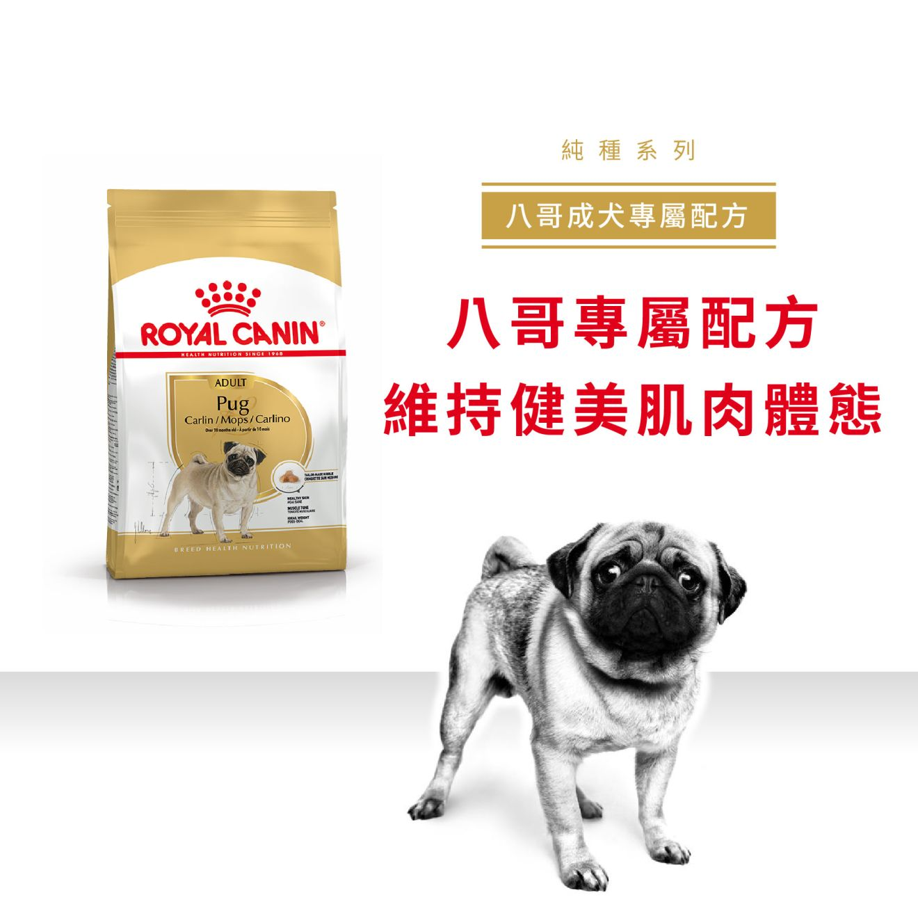 BHN 八哥成犬專屬配方