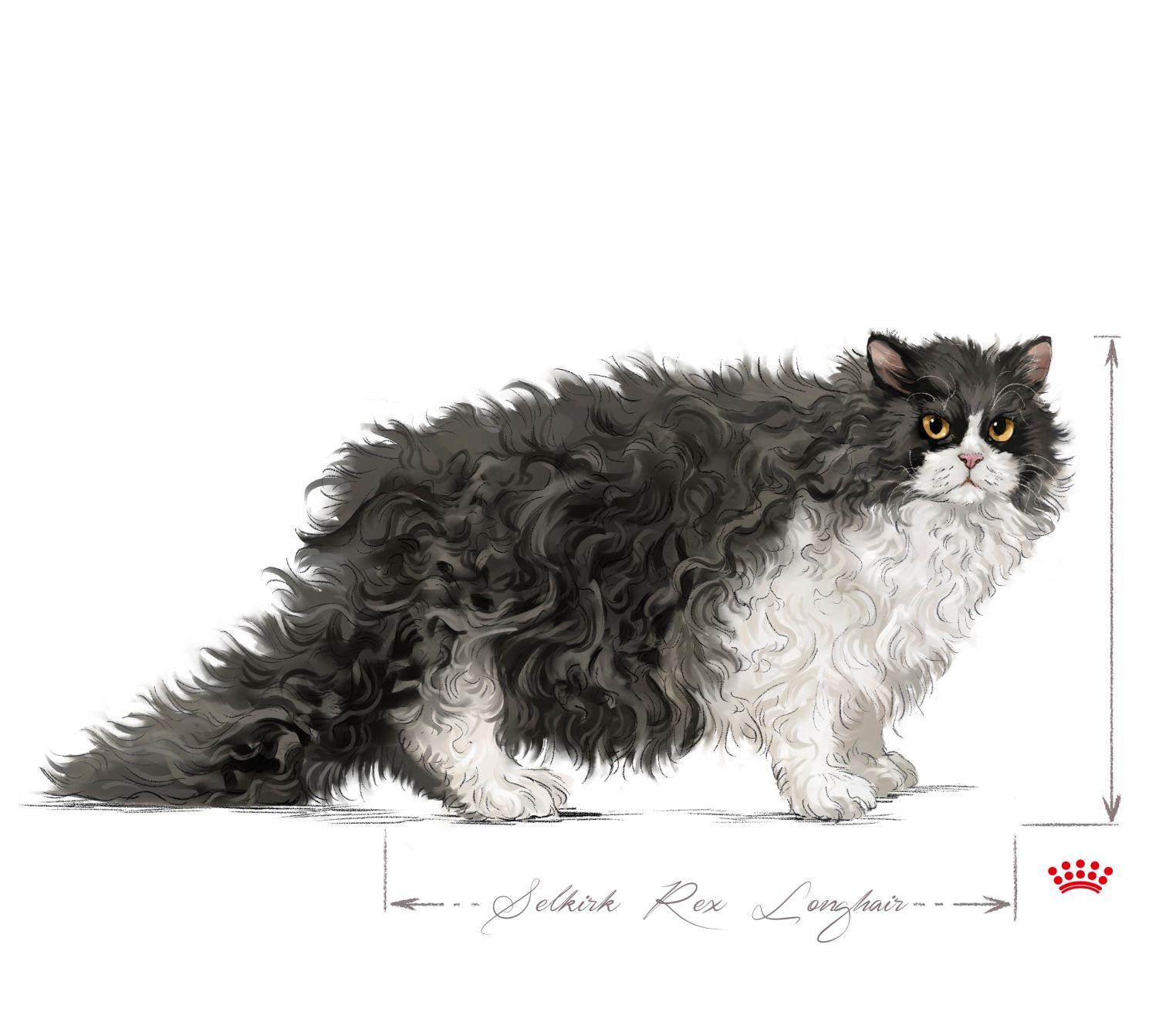 Selkirk Rex adult in black and white