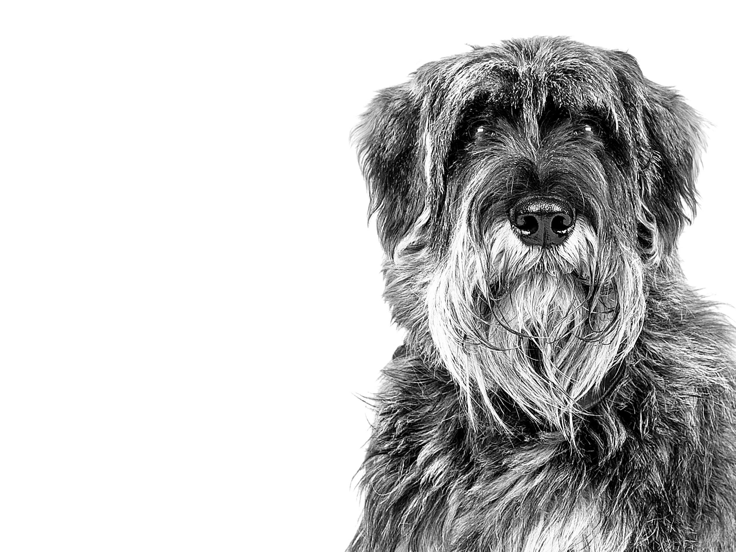 Giant Schnauzer adult in black and white