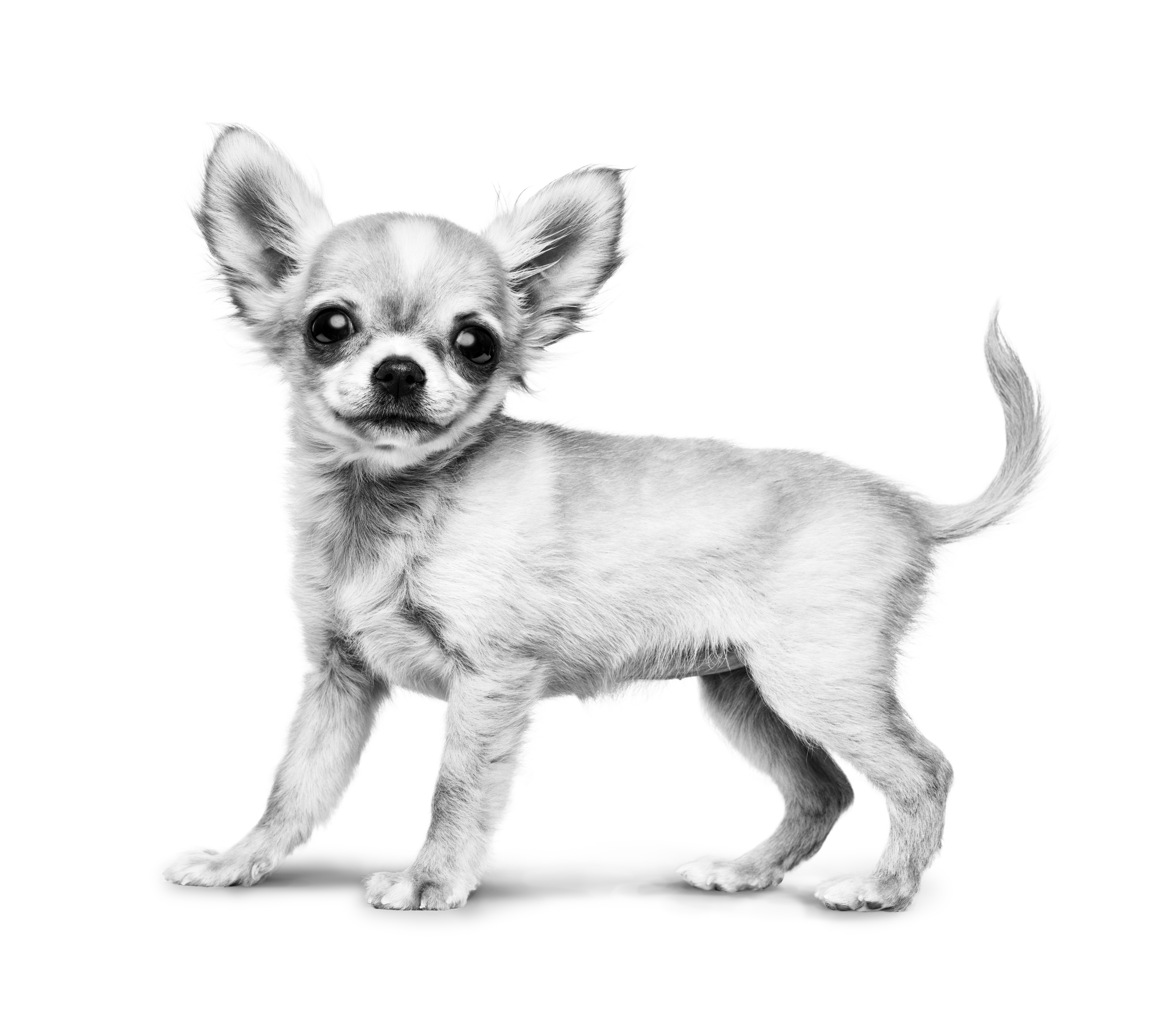 Chihuahua cachorro parado en blanco y negro sobre un fondo blanco