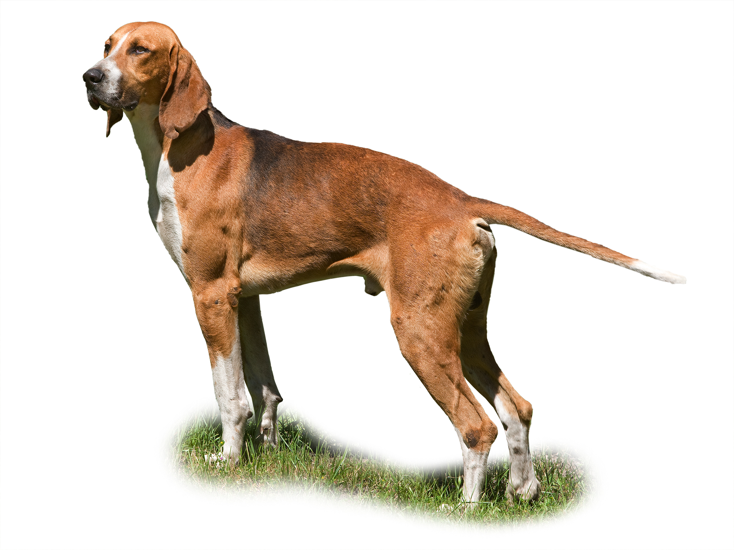 French Tricolour Hound adult black and white